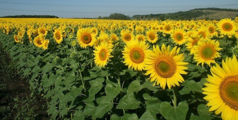 Mocorito se llena de girasoles | #Lo más visto en redes | Noticias | TVP |  