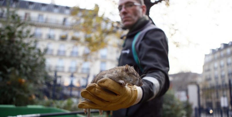 Por ratas, cierran plazas de París