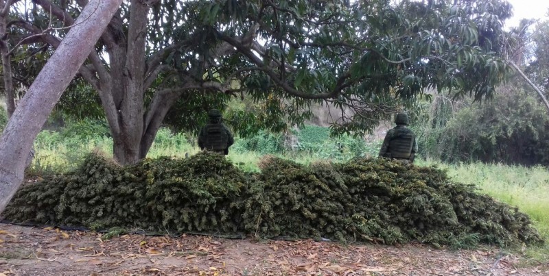 Destruyen más de 500 kilos de mariguana