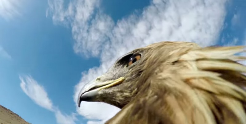 Observa en primera persona a un águila cazar un zorro