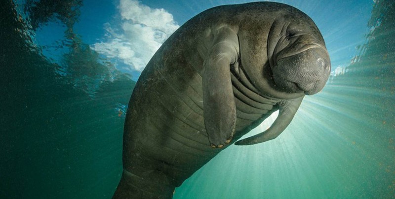 El manati ya no está en peligro de extinción