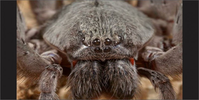 Descubren una especie de araña gigante nunca antes vista