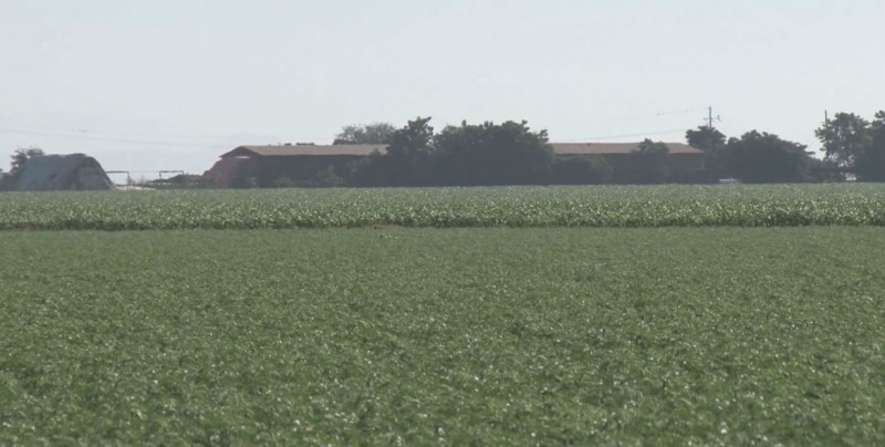 Alta recuperación de créditos de los productores de frijol