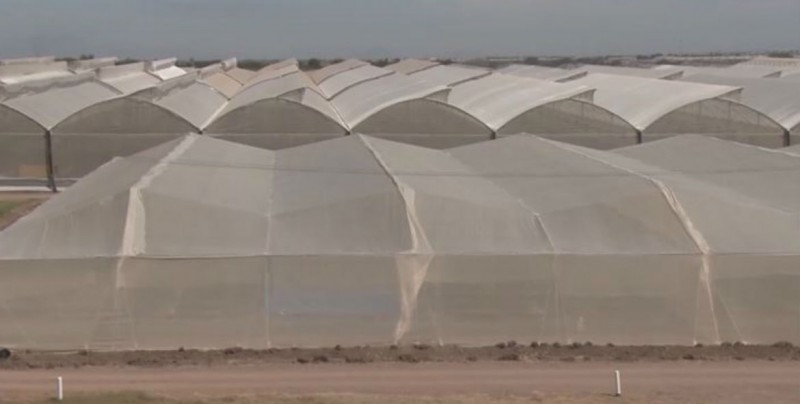 Preparados los horticultores para renegociar el TLC