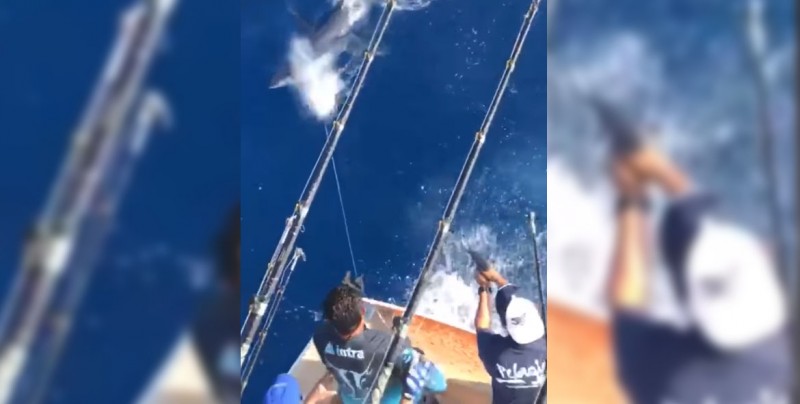 Empresario mata a balazos a tiburón tigre en Veracruz