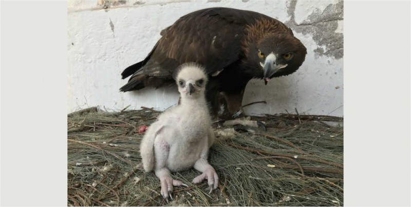 En México nace primera águila real por inseminación artificial