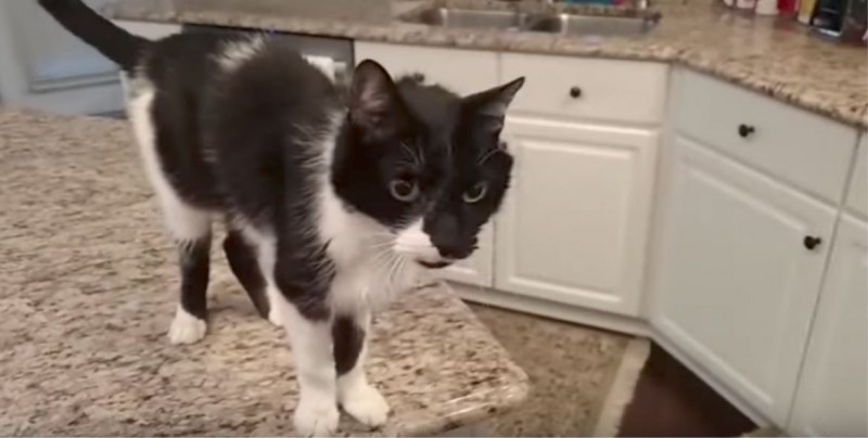 Se viraliza el maullido de este gato ¡completamente fuera de lo común!