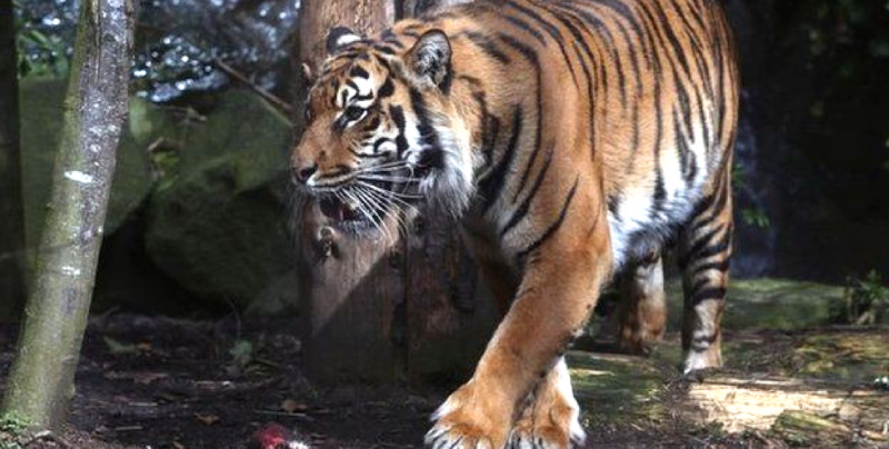 Un tigre mató a su cuidadora en Reino Unido