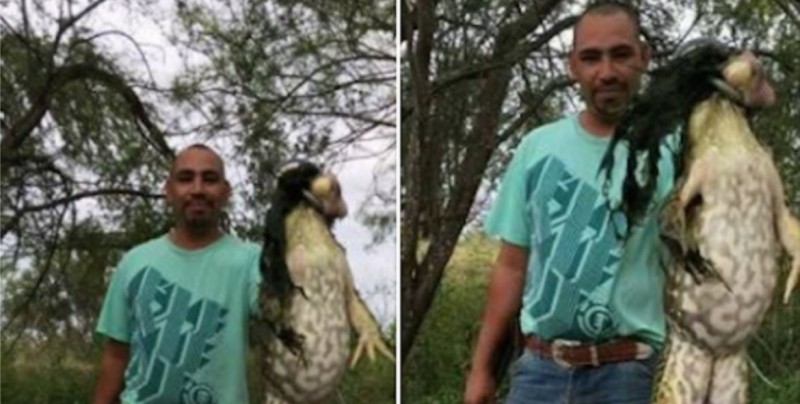 Un cazador encuentra rana gigante de 6 kilos