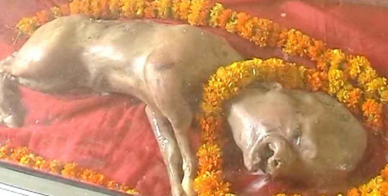 Nace en India becerro con "cabeza humana" y lo adoran como un dios