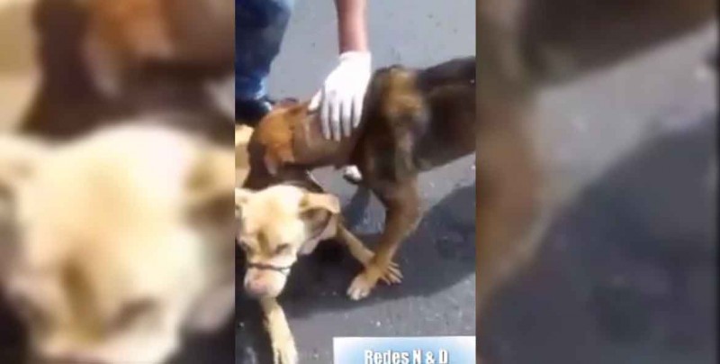Este perro callejero acompañó a su mejor amigo hasta que lo rescatan