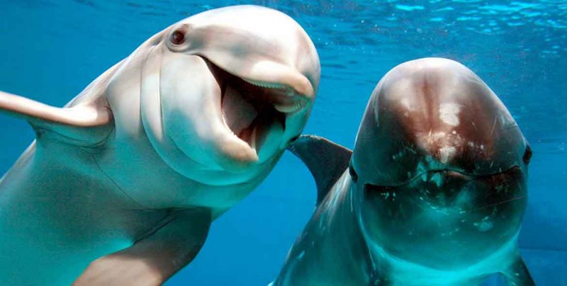 Llegan cuatro delfines a Guaymas