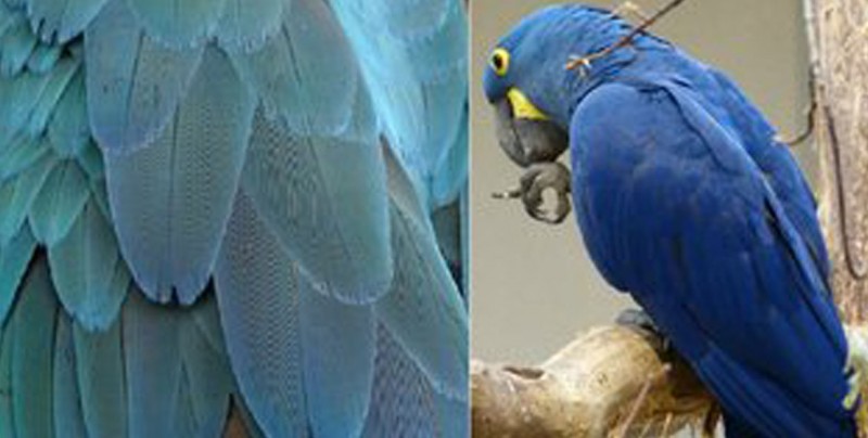 Descubren nueva especie de loro en Yucatán