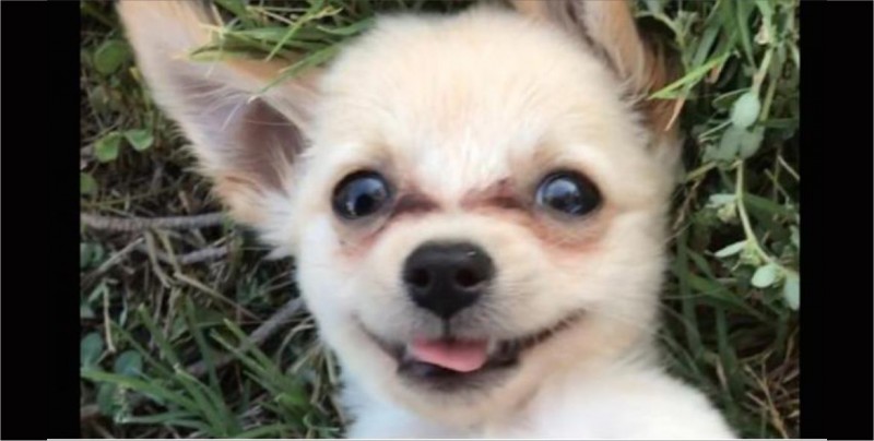 El perrito que padeció los estragos de una relación tóxica