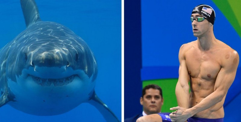 Michael Phelps cumplió su sueño y compitió contra un tiburón blanco
