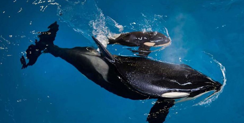 Muere última cría de orca en SeaWorld