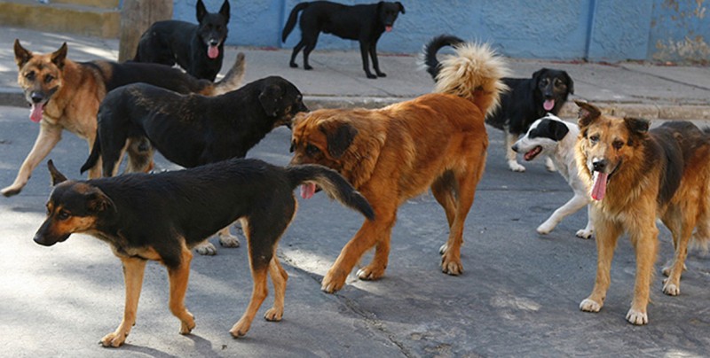 Perros devoran el cadáver de su dueña en Sonora