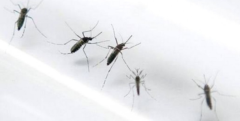 Invaden mosquitos a Mazatlán