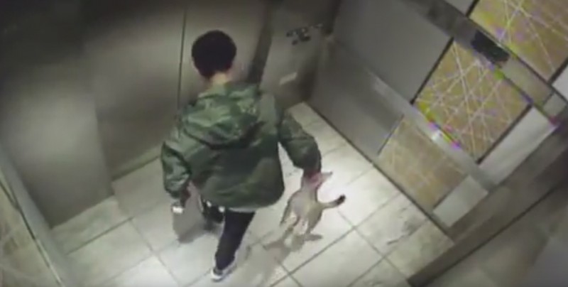 3 años de libertad condicional por golpear a su mascota