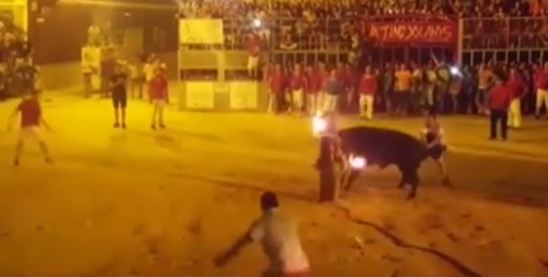 Imágenes Fuertes: Toro se suicida después de que le prenden fuego a sus cuernos