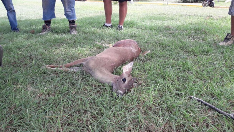 Venado muere atropellado