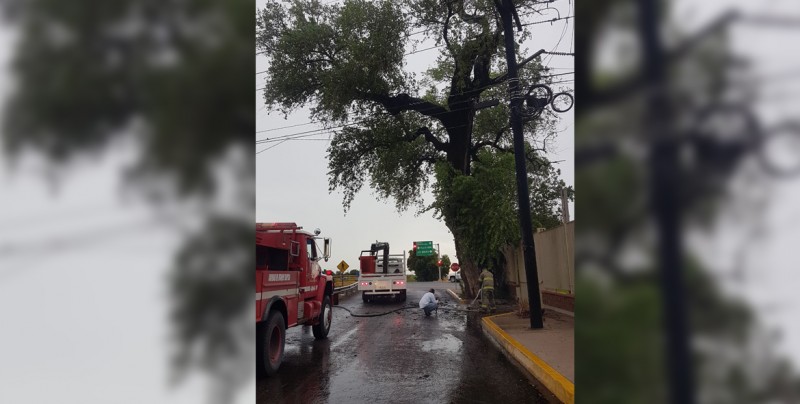 Se incendia árbol tras caerle un rayo