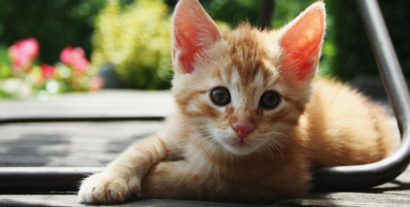 Piden usar gatitos para evitar compartir imágenes de heridos en Barcelona