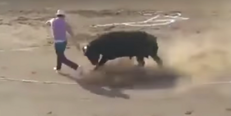 #Video Toro ataca a dos animalistas que trataban de salvarlo