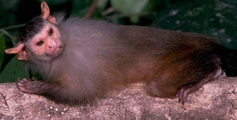 Descubren 381 nuevas especies en la Amazonía en dos años