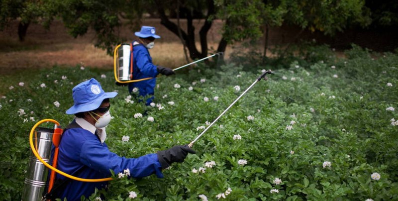 Alertan autorización de México de 184 plaguicidas altamente peligrosos