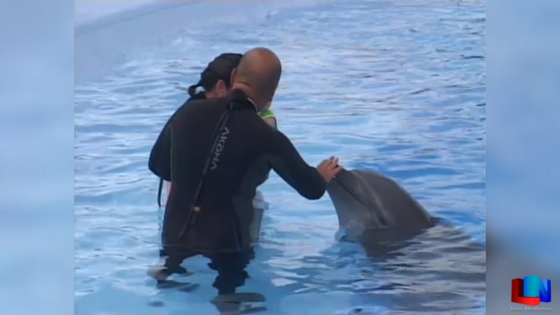 Muere delfín en las instalaciones del Delfinario Sonora