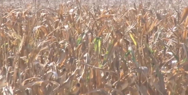 Poco interés de productores en el maíz amarillo