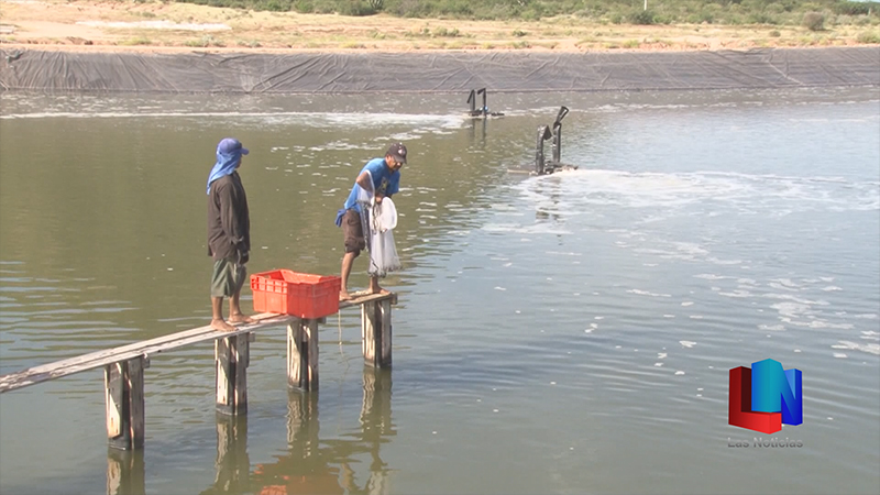 Urge una nueva ley de Pesca y Acuacultura
