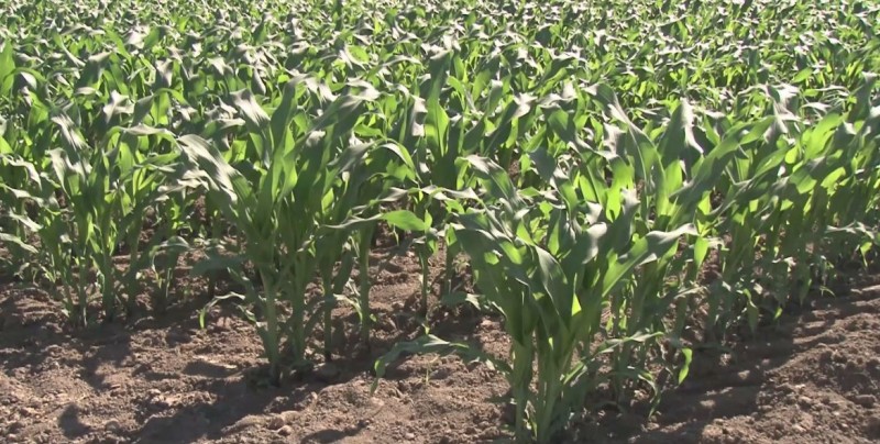 Recibirá Sinaloa 407 mdp en Concurrencia