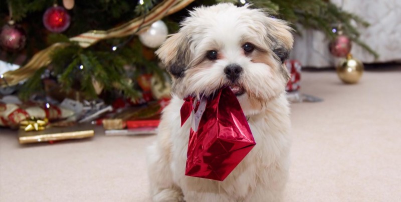 ¿Estrés? Estas fotos de perritos te ayudarán a superarlo