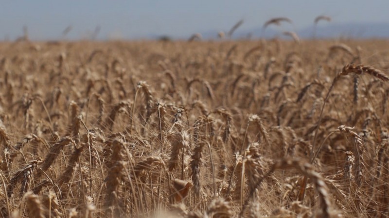 Buscan sembrar 35 mil hectáreas de trigo en El Carrizo