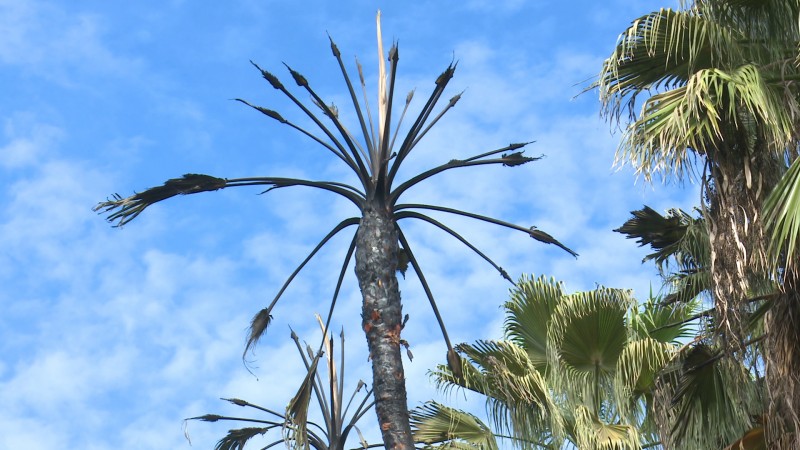 Investiga incendio de palmeras en el parque Sinaloa