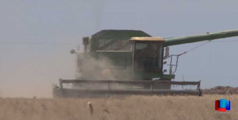 Difícil erradicar la rata de campo