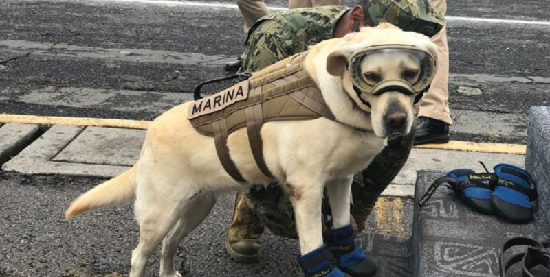 #Imágenes Frida, de perrita rescatista a amuleto contra los sismos