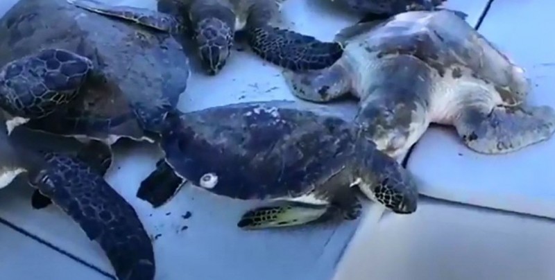 Tortugas e iguanas congeladas a causa del frío ocasionado por "Ciclón bomba" en Florida