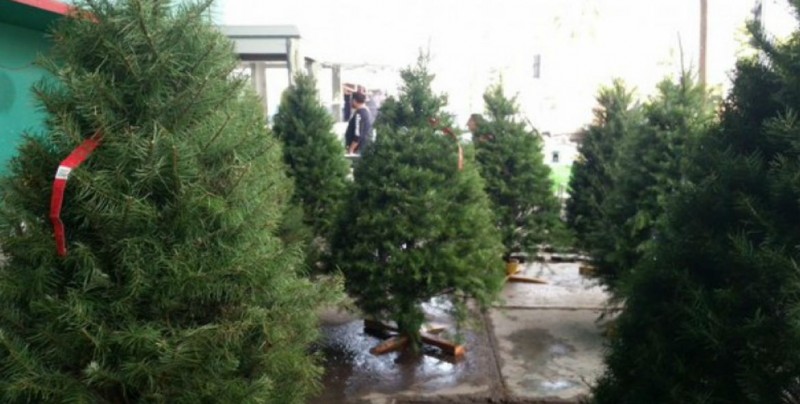 Instalarán centro de acopio de pinos navideños