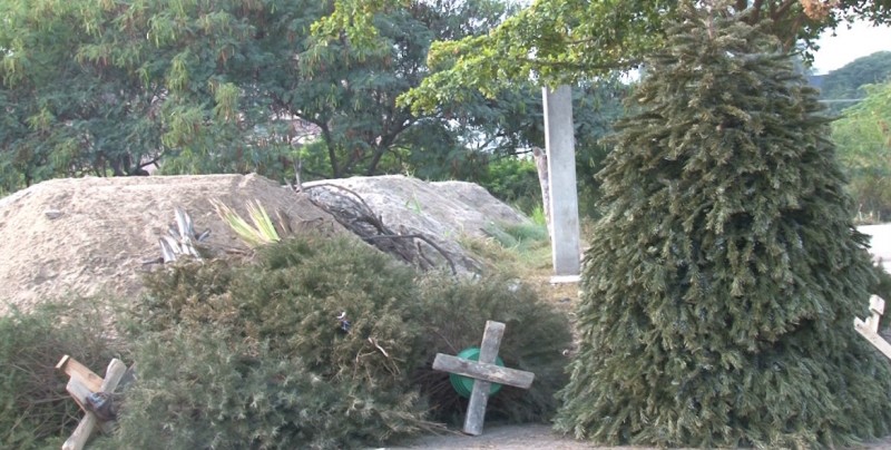 Centro de acopio en espera de pinos