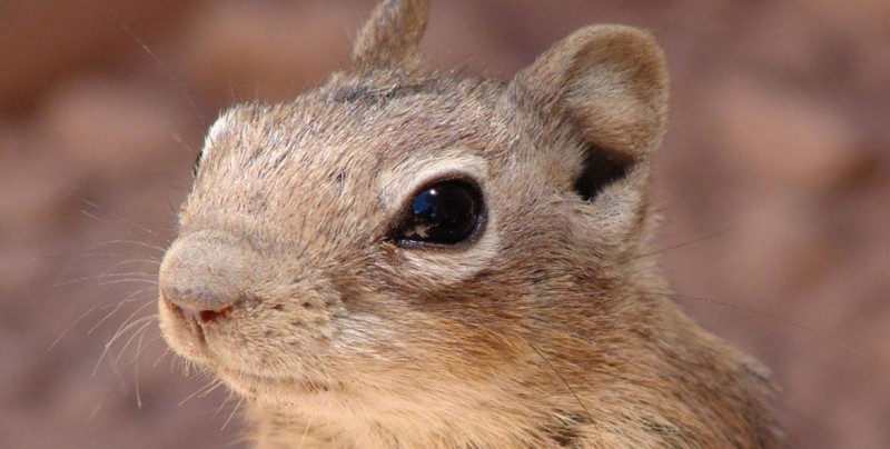 Conoce a los lemmings: animales suicidas, #Lo más visto en redes, Noticias, TVP