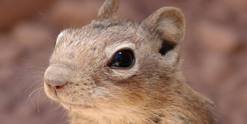 Lemmings na vida real 