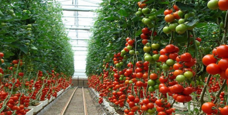 Suspensión de dumping de tomate mexicano, podría ser en marzo