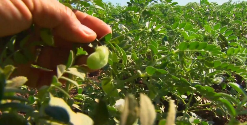 Cambios de climas están afectando el cultivo de garbanzo