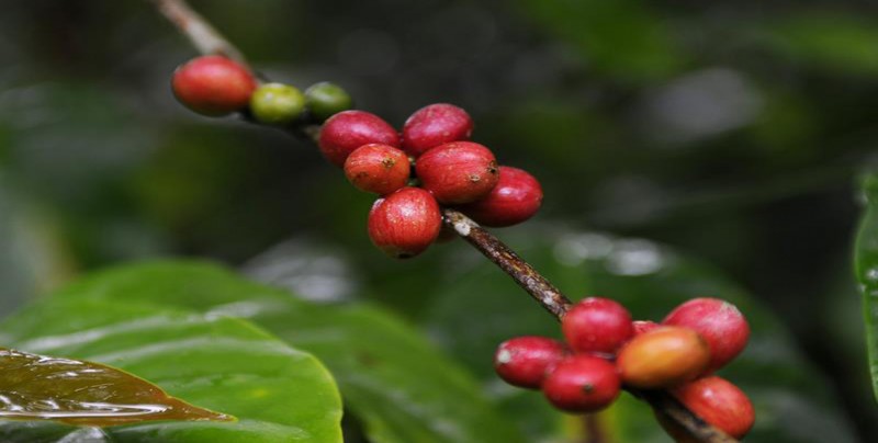 Exportadores guatemaltecos de café le apuestan a mercados asiáticos
