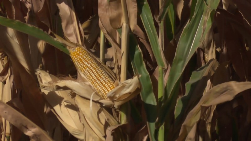 Productores de maíz proponen 60 dólares de precio base