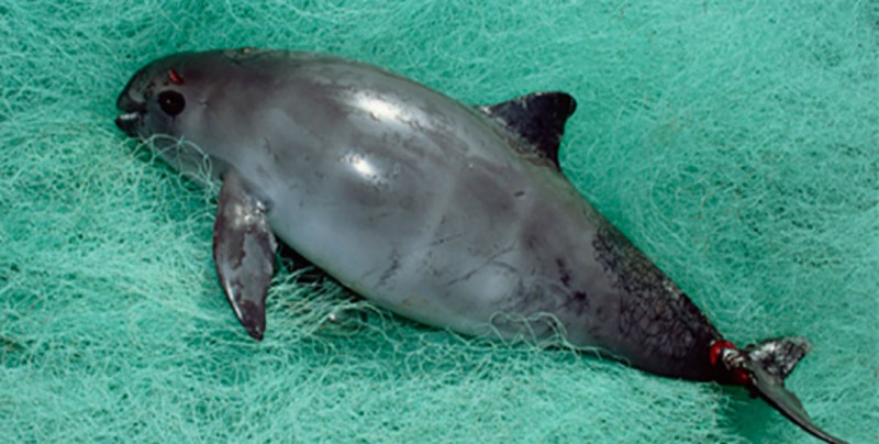 Refuerzan acciones ante riesgo de extinción de la vaquita marina