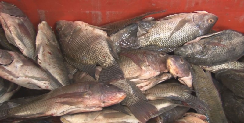 El viernes darán a conocer lista de precios para pescados y mariscos
